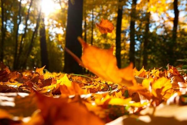 Empresa de limpieza en Bilbao: ¡qué llega el otoño!