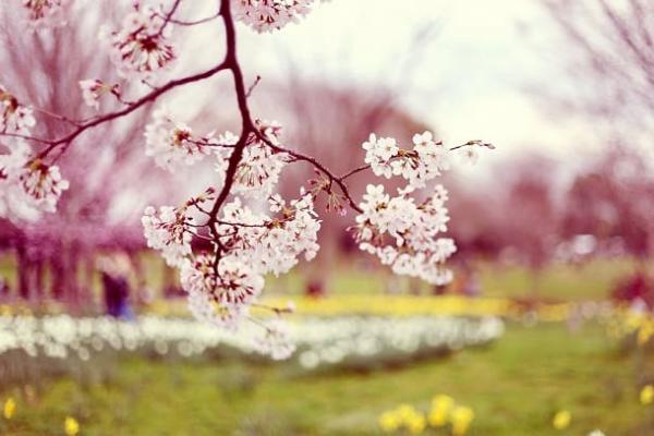 Empresa de limpiezas: Preparar la casa para la primavera